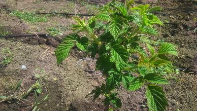 Прикрепленное изображение: DSC_0062.JPG